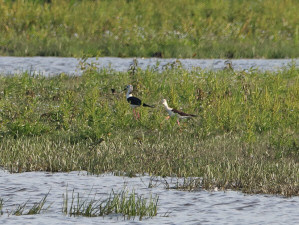 Black-winged stilt / Styltlöpare / Himantopus himantopus