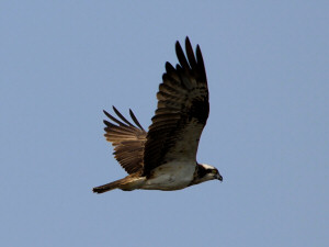 Osprey / Fiskgjuse / Pandion haliaetus