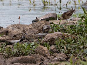 Dunlin / Kärrsnäppa / Calidris alpina