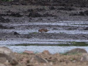 Common snipe / Enkel beckasin / Gallinago gallinago