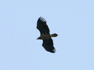 Lesser spotted eagle / Mindre skrikörn / Clanga pomarina