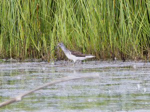 Common greenshank / Gluttsnäppa / Tringa nebularia